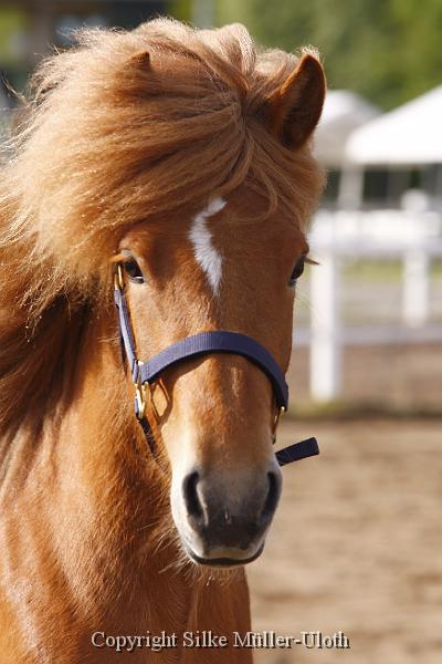 Lif von Heidmoor (5).JPG